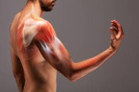 Recuperación muscular
